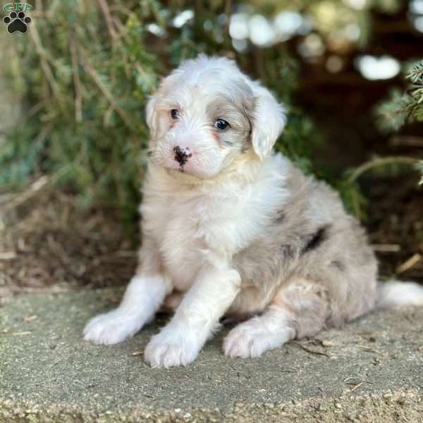 Rambo, Mini Sheepadoodle Puppy